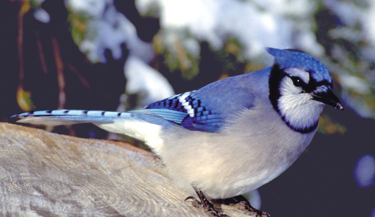 Blue jay 