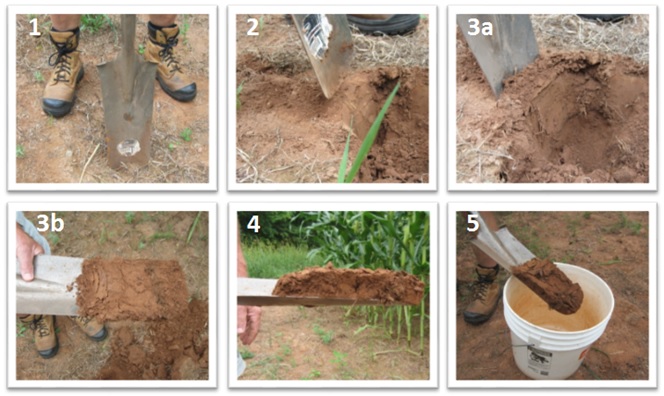 6 pictures of how to take a field soil sample as outlined in steps