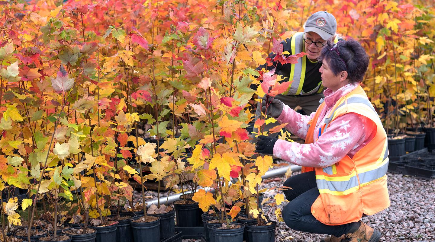 2 Billion Trees Planting Program