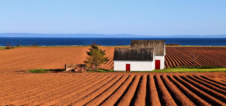 Freshly Planted Potato Fields by Linda Matheson-Ford