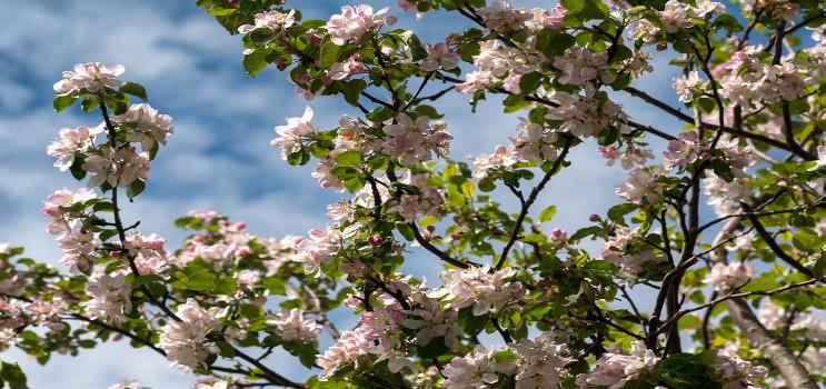 apple blossoms