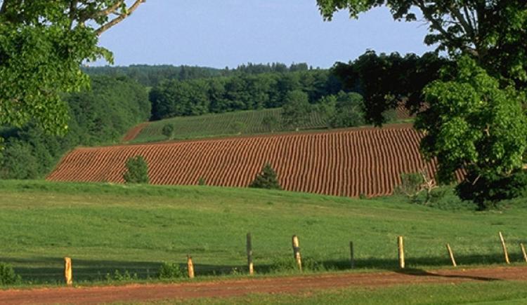 fields and trees