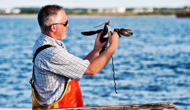 person on a boat measuring lobster