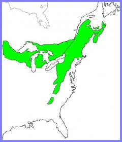 The Transition Forest Region map showing much of eastern North America